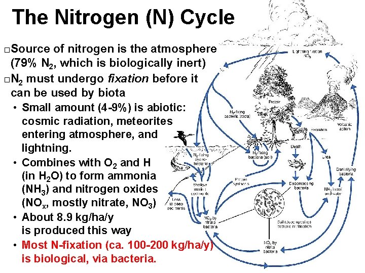 The Nitrogen (N) Cycle Source of nitrogen is the atmosphere (79% N 2, which
