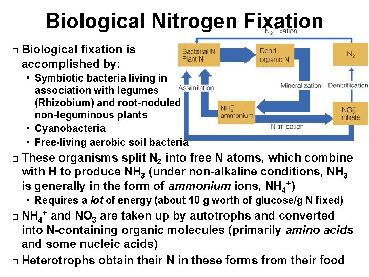 Biological Nitrogen Fixation � Biological fixation is accomplished by: • Symbiotic bacteria living in