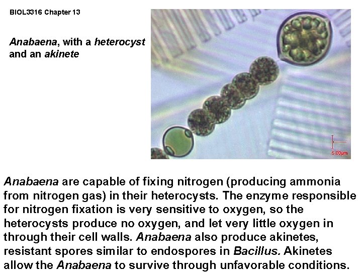 BIOL 3316 Chapter 13 Anabaena, with a heterocyst and an akinete Anabaena are capable