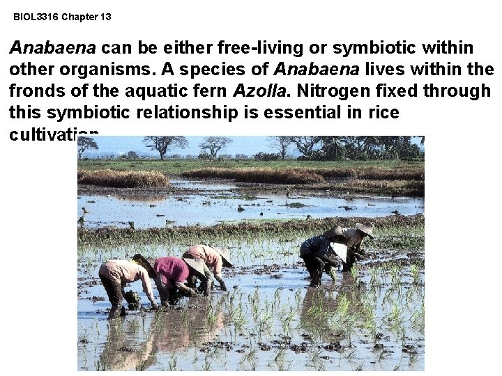 BIOL 3316 Chapter 13 Anabaena can be either free-living or symbiotic within other organisms.