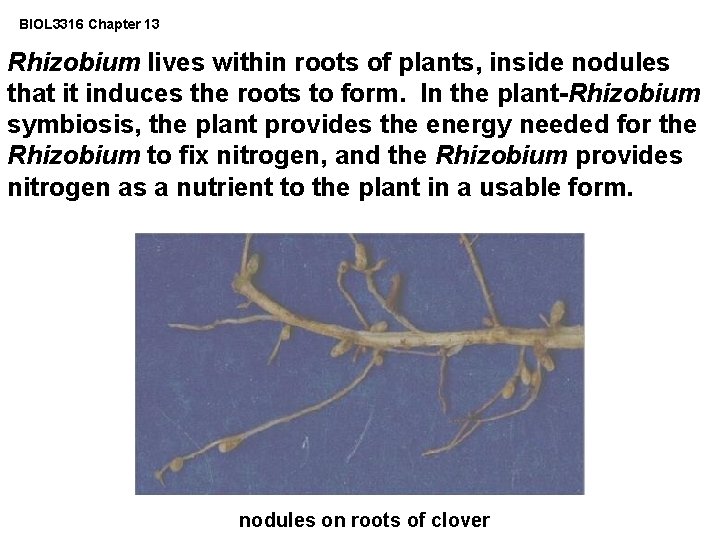 BIOL 3316 Chapter 13 Rhizobium lives within roots of plants, inside nodules that it