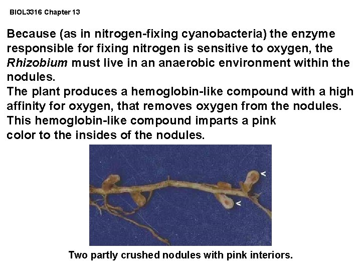 BIOL 3316 Chapter 13 Because (as in nitrogen-fixing cyanobacteria) the enzyme responsible for fixing