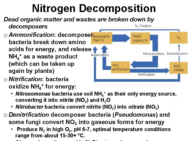 Nitrogen Decomposition Dead organic matter and wastes are broken down by decomposers � Ammonification: