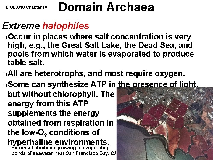 BIOL 3316 Chapter 13 Domain Archaea Extreme halophiles Occur in places where salt concentration