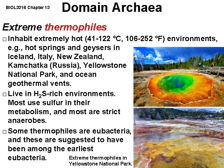 BIOL 3316 Chapter 13 Domain Archaea Extreme thermophiles Inhabit extremely hot (41 -122 °C,