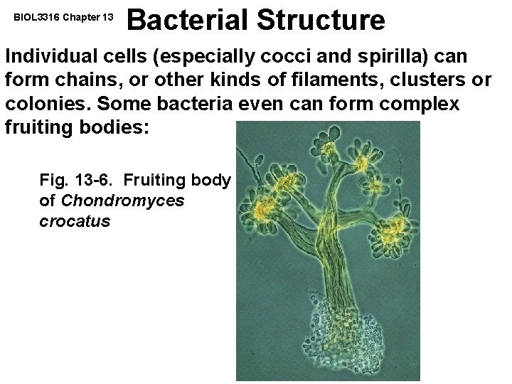 BIOL 3316 Chapter 13 Bacterial Structure Individual cells (especially cocci and spirilla) can form