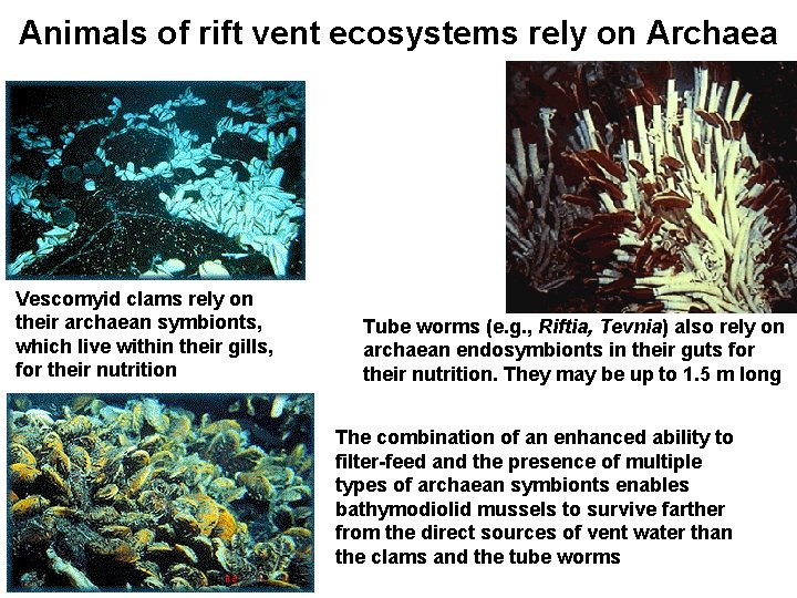 Animals of rift vent ecosystems rely on Archaea Vescomyid clams rely on their archaean