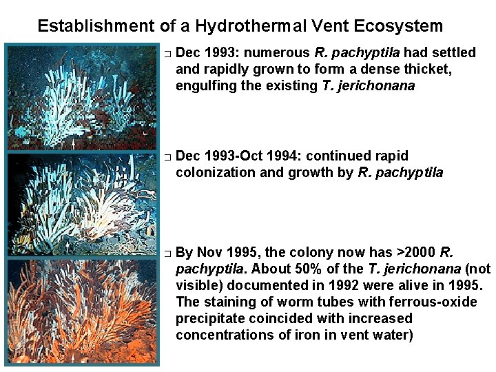 Establishment of a Hydrothermal Vent Ecosystem � � � Dec 1993: numerous R. pachyptila