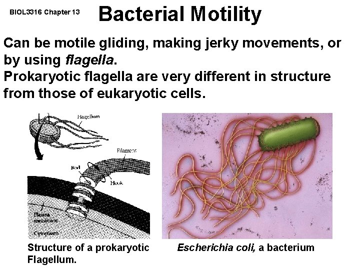 BIOL 3316 Chapter 13 Bacterial Motility Can be motile gliding, making jerky movements, or