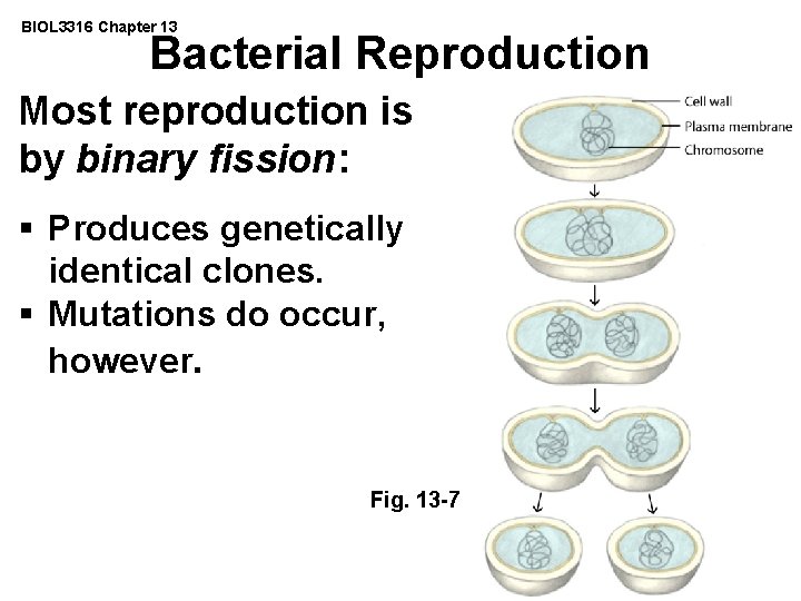 BIOL 3316 Chapter 13 Bacterial Reproduction Most reproduction is by binary fission: § Produces