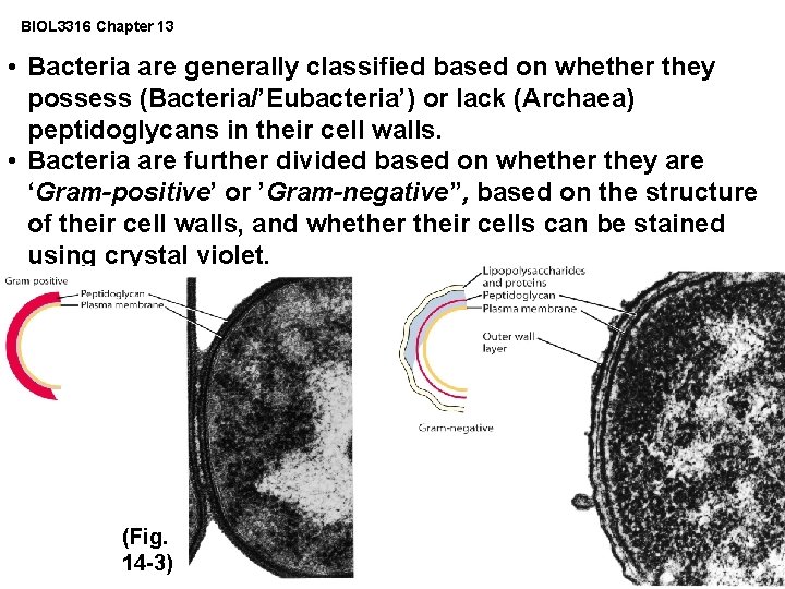 BIOL 3316 Chapter 13 • Bacteria are generally classified based on whether they possess