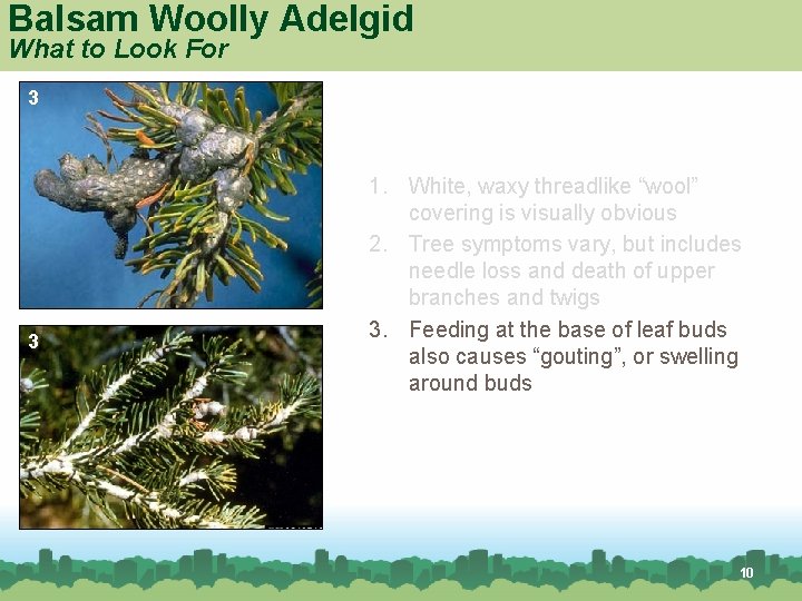 Balsam Woolly Adelgid What to Look For 3 3 1. White, waxy threadlike “wool”