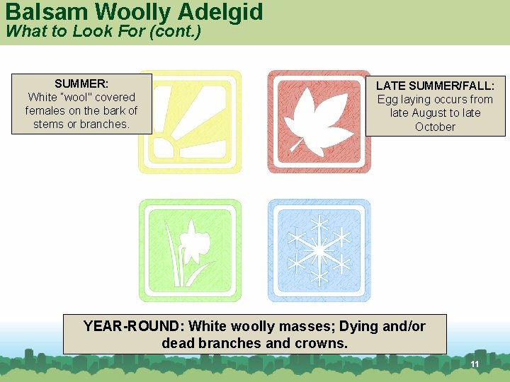 Balsam Woolly Adelgid What to Look For (cont. ) SUMMER: White “wool" covered females