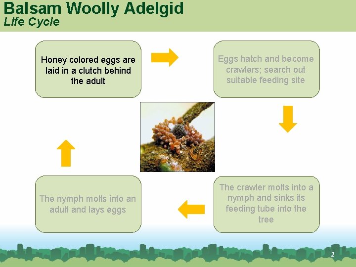 Balsam Woolly Adelgid Life Cycle Honey colored eggs are laid in a clutch behind