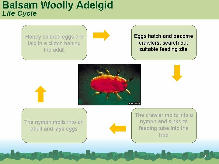 Balsam Woolly Adelgid Life Cycle Honey colored eggs are laid in a clutch behind