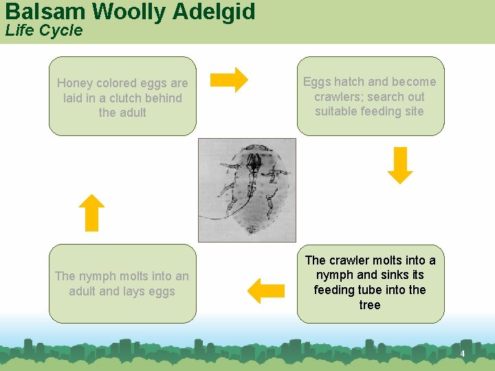 Balsam Woolly Adelgid Life Cycle Honey colored eggs are laid in a clutch behind