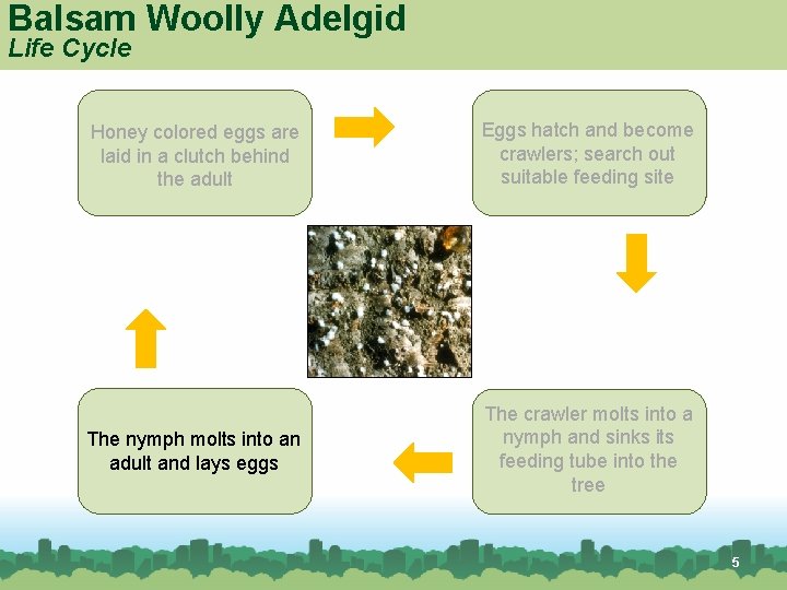 Balsam Woolly Adelgid Life Cycle Honey colored eggs are laid in a clutch behind