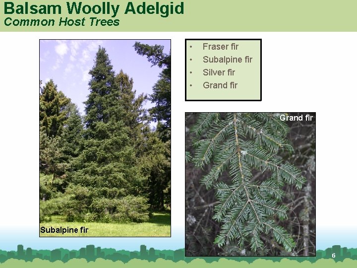 Balsam Woolly Adelgid Common Host Trees • • Fraser fir Subalpine fir Silver fir