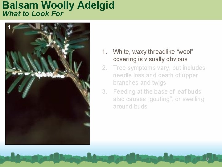 Balsam Woolly Adelgid What to Look For 1 1. White, waxy threadlike “wool” covering
