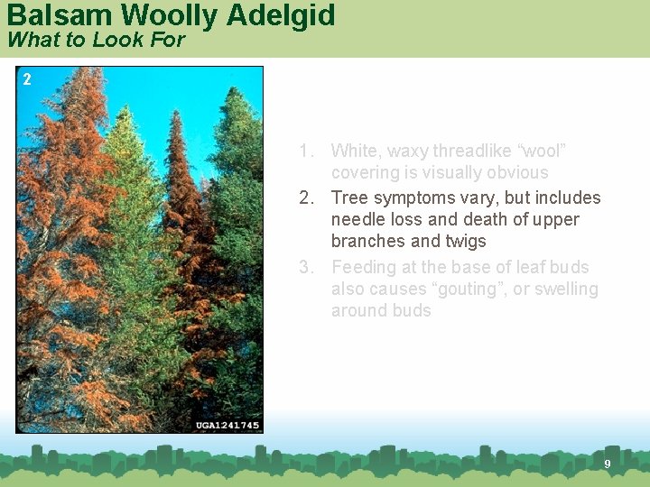 Balsam Woolly Adelgid What to Look For 2 1. White, waxy threadlike “wool” covering