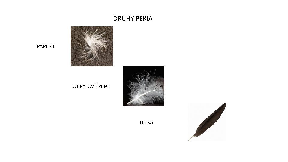 DRUHY PERIA PÁPERIE OBRYSOVÉ PERO LETKA 