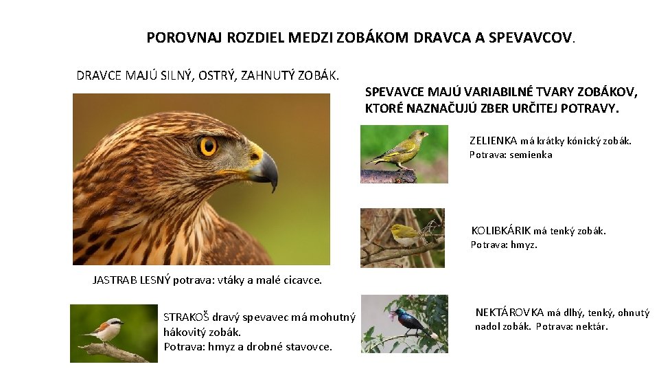 POROVNAJ ROZDIEL MEDZI ZOBÁKOM DRAVCA A SPEVAVCOV. DRAVCE MAJÚ SILNÝ, OSTRÝ, ZAHNUTÝ ZOBÁK. SPEVAVCE