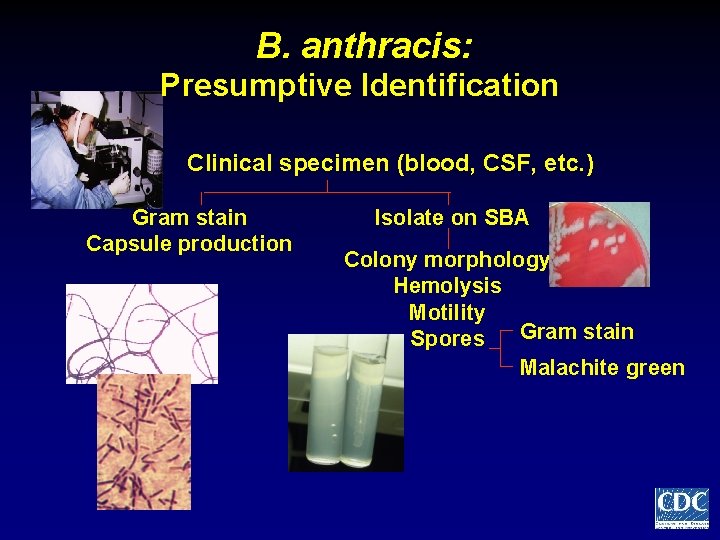 B. anthracis: Presumptive Identification Clinical specimen (blood, CSF, etc. ) Gram stain Capsule production