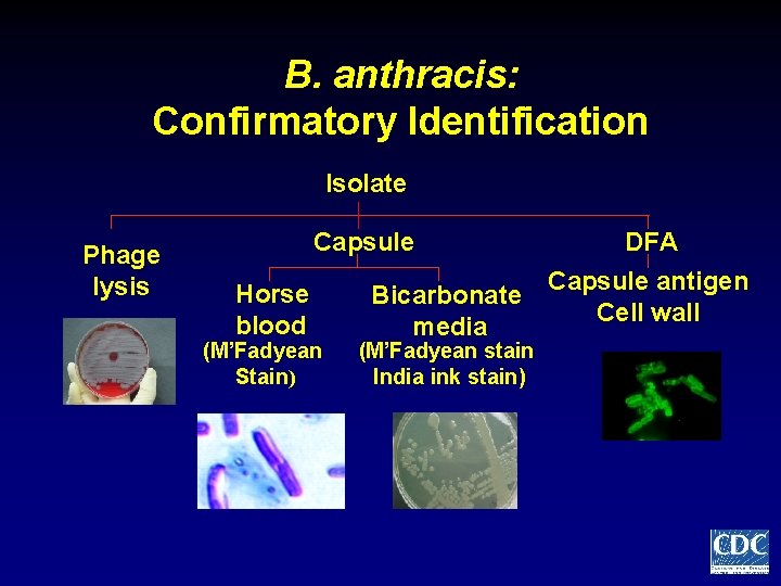 B. anthracis: Confirmatory Identification Isolate Phage lysis Capsule Horse blood (M’Fadyean Stain) Bicarbonate media