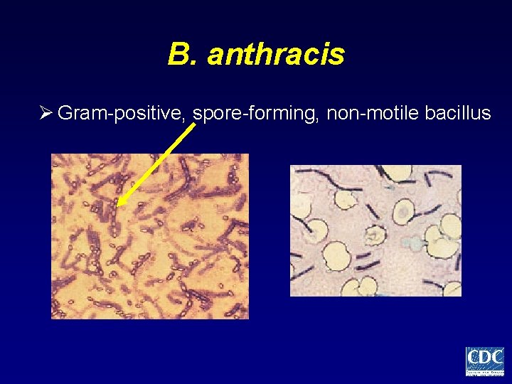 B. anthracis Ø Gram-positive, spore-forming, non-motile bacillus 