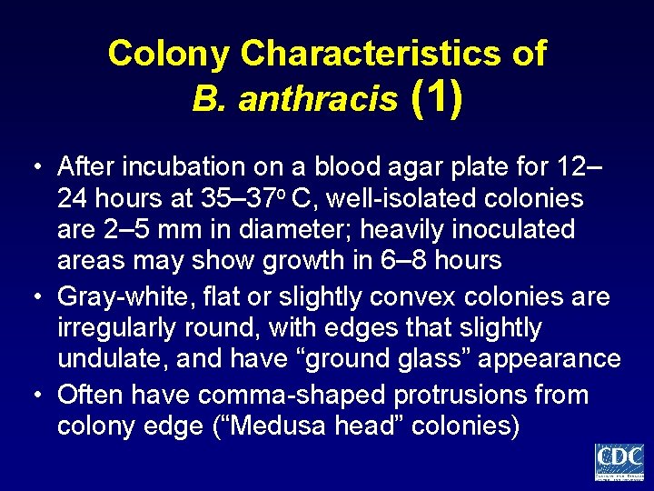 Colony Characteristics of B. anthracis (1) • After incubation on a blood agar plate