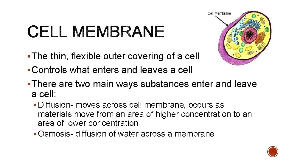 § The thin, flexible outer covering of a cell § Controls what enters and