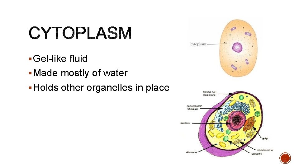 § Gel-like fluid § Made mostly of water § Holds other organelles in place