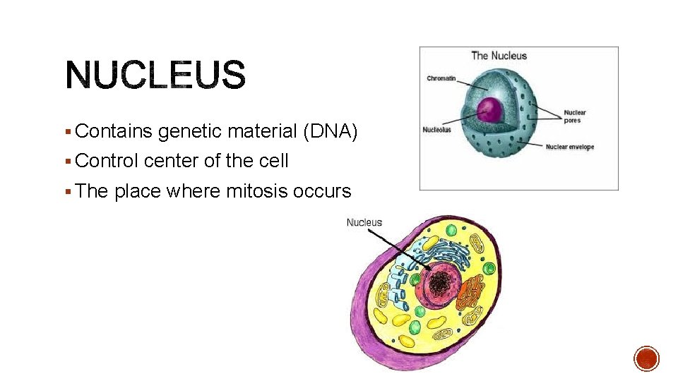 § Contains genetic material (DNA) § Control center of the cell § The place