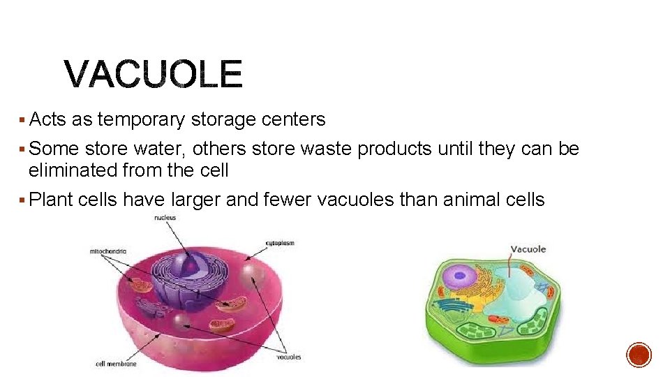 § Acts as temporary storage centers § Some store water, others store waste products