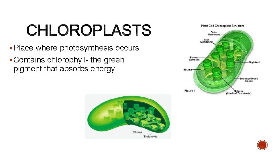 § Place where photosynthesis occurs § Contains chlorophyll- the green pigment that absorbs energy