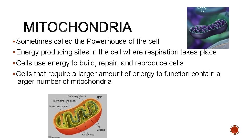 § Sometimes called the Powerhouse of the cell § Energy producing sites in the
