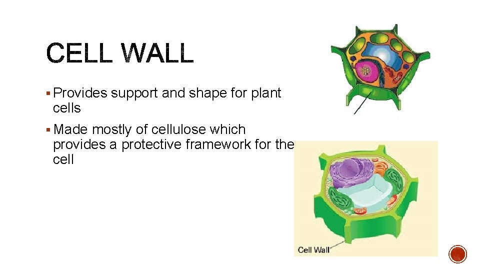 § Provides support and shape for plant cells § Made mostly of cellulose which