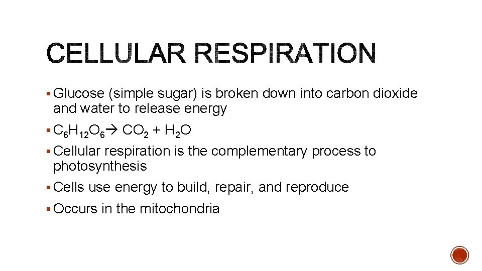 § Glucose (simple sugar) is broken down into carbon dioxide and water to release