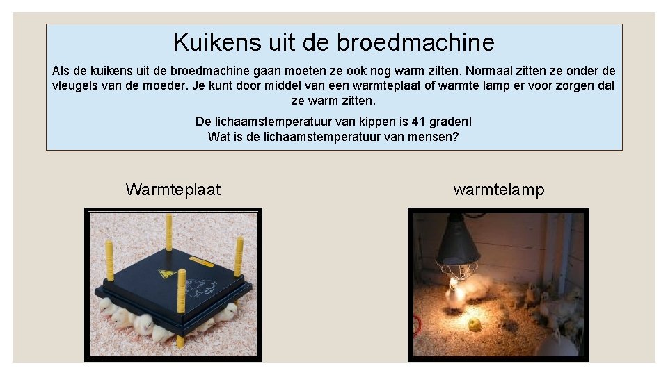 Kuikens uit de broedmachine Als de kuikens uit de broedmachine gaan moeten ze ook