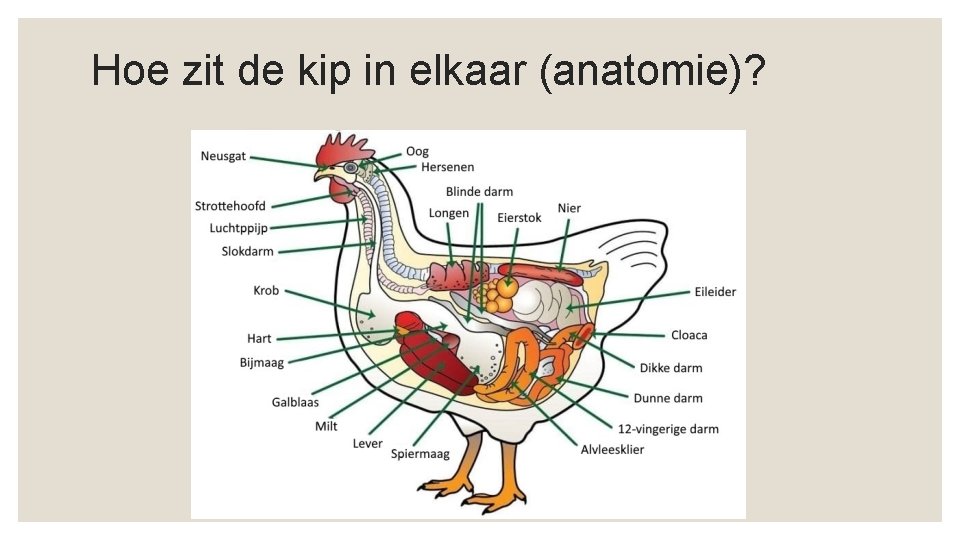 Hoe zit de kip in elkaar (anatomie)? 
