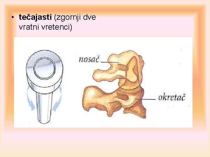  • tečajasti (zgornji dve vratni vretenci) 