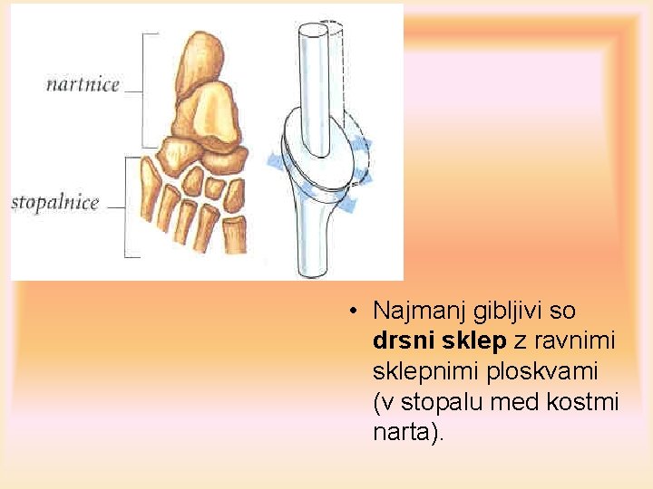  • Najmanj gibljivi so drsni sklep z ravnimi sklepnimi ploskvami (v stopalu med