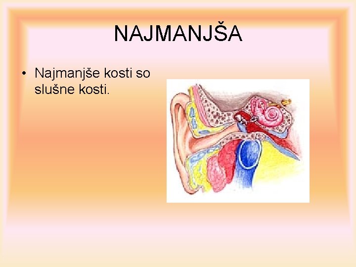 NAJMANJŠA • Najmanjše kosti so slušne kosti. 