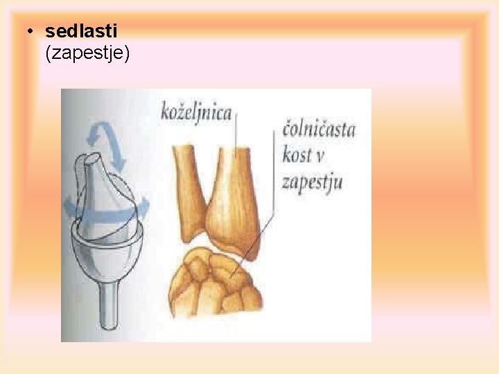  • sedlasti (zapestje) 