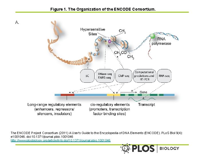 Figure 1. The Organization of the ENCODE Consortium. The ENCODE Project Consortium (2011) A
