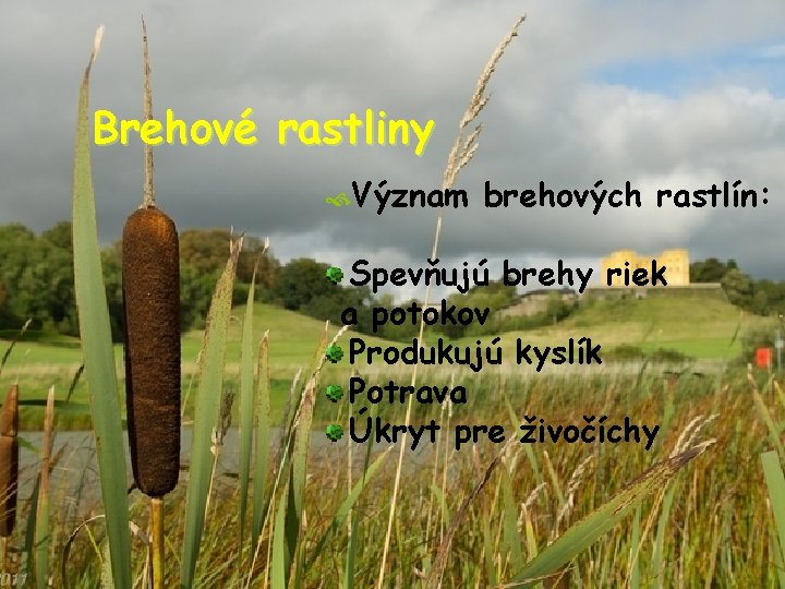 Brehové rastliny Význam brehových rastlín: Spevňujú brehy riek a potokov Produkujú kyslík Potrava Úkryt