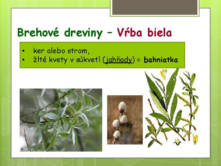 Brehové dreviny – Vŕba biela • • ker alebo strom, žlté kvety v súkvetí