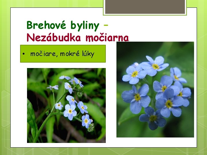 Brehové byliny – Nezábudka močiarna • močiare, mokré lúky 