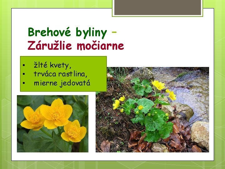 Brehové byliny – Záružlie močiarne • • • žlté kvety, trváca rastlina, mierne jedovatá