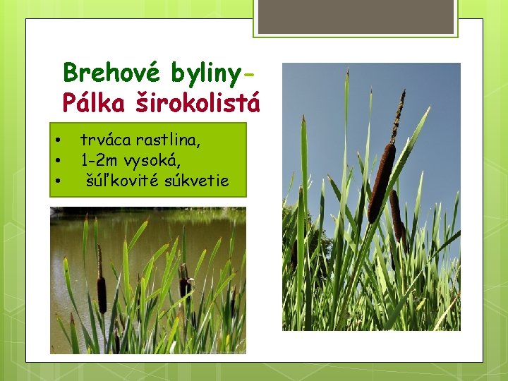 Brehové byliny. Pálka širokolistá • • • trváca rastlina, 1 -2 m vysoká, šúľkovité